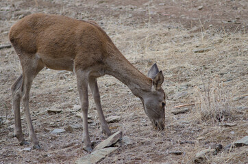 Female Spanish red deer Cervus elaphus hispanicus feeding. Monfrague National Park. Caceres. Extremadura. Spain.