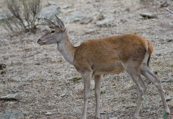 Naklejka na ściany i meble Female Spanish red deer Cervus elaphus hispanicus. Monfrague National Park. Caceres. Extremadura. Spain.