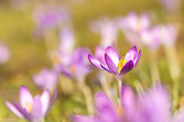 A group of purple crocuses flowers blooms in spring