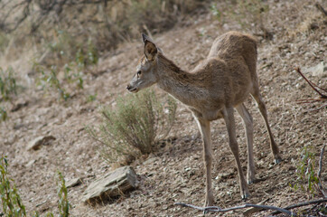 Young Spanish red deer Cervus elaphus hispanicus. Monfrague National Park. Caceres. Extremadura. Spain.