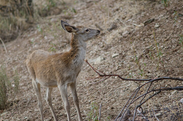 Young Spanish red deer Cervus elaphus hispanicus. Monfrague National Park. Caceres. Extremadura. Spain.