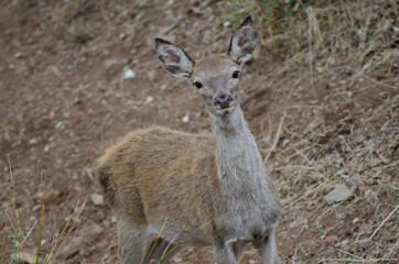 Naklejka na ściany i meble Young Spanish red deer Cervus elaphus hispanicus. Monfrague National Park. Caceres. Extremadura. Spain.