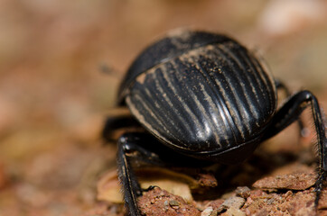 Back view of a earth-boring dung beetle Scarabaeus laticollis. Monfrague National Park. Caceres. Extremadura. Spain.