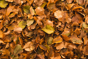 Yellow and orange dirty leaves mixed, shades of autumn spirit. A pile of dried leaves on the ground...