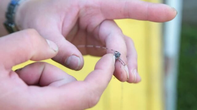 A pest beetle with a long mustache sits on a human hand. Beetle cerambycidae. These insects cause huge damage to human property, various buildings, the environment, and eat wood.