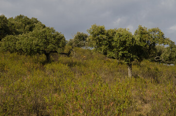 Fototapeta premium Forest of evergreen oaks Quercus ilex rotundifolia. Monfrague National Park. Caceres. Extremadura. Spain.