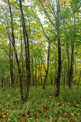 北海道の釧路湿原のブナ林