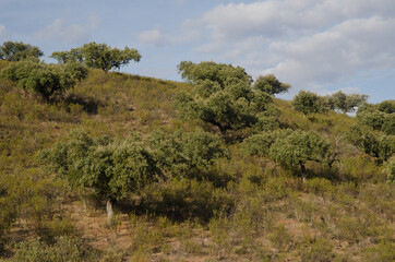 Forest of evergreen oaks Quercus ilex rotundifolia. Monfrague National Park. Caceres. Extremadura. Spain.