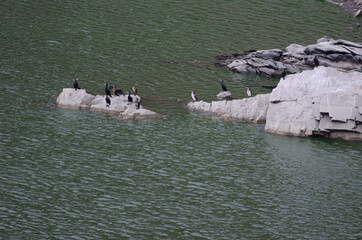 Great cormorants Phalacrocorax carbo on a rock. Torrejon-Tietar reservoir. Monfrague National Park....