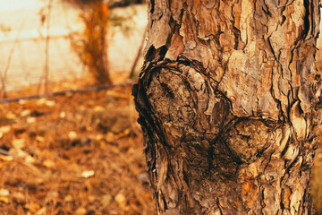 Selective focus bark in autumn tones, a close-up photo of the real age pine tree surface in a forest. Wood or timber material texture view.