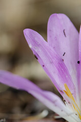 Petals of a flower of autumn crocus Colchicum autumnale. El Cardenal. Monfrague National Park. Caceres. Extremadura. Spain.