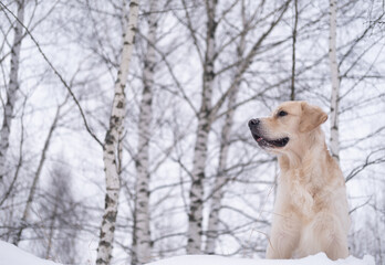 Dog in a snowy winter forest. Golden Retriever stands in a snowdrift against a background of trees. Winter forest covered with snow.