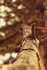 Blurring pine needles backwards from selective focus foreshortened photo of a pine tree branch, vintage style colors