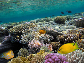Fototapeta na wymiar Fish and Corel Reef with Fire and Hard Coral