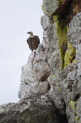 Griffon vulture Gyps fulvus. Salto del Gitano. Monfrague National Park. Caceres. Extremadura. Spain.