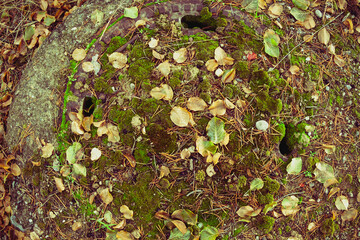 Pine needles and withered yellow dry leaves on the manhole cover, selective focus of a rough surface with small stones