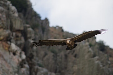 Griffon vulture Gyps fulvus gliding. Salto del Gitano. Monfrague National Park. Caceres. Extremadura. Spain.