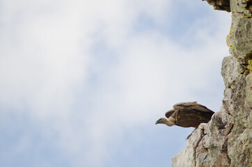 Griffon vulture Gyps fulvus ready to take flight. Salto del Gitano. Monfrague National Park....