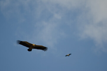 Obraz premium Griffon vultures Gyps fulvus gliding. Salto del Gitano. Monfrague National Park. Caceres. Extremadura. Spain.