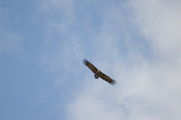 Cinereous vulture Aegypius monachus gliding. Salto del Gitano. Monfrague National Park. Caceres. Extremadura. Spain.
