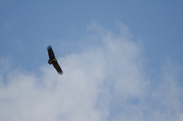 Cinereous vulture Aegypius monachus gliding. Salto del Gitano. Monfrague National Park. Caceres. Extremadura. Spain.