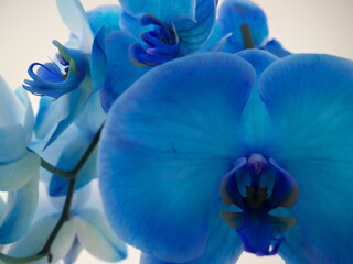 Abstract background on a blue and yellow orchid