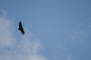 Cinereous vulture Aegypius monachus gliding. Salto del Gitano. Monfrague National Park. Caceres. Extremadura. Spain.