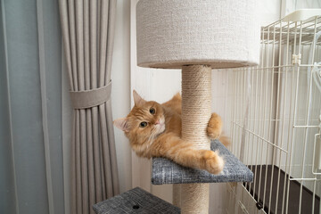 キャットタワーで遊ぶ猫（マンチカン）