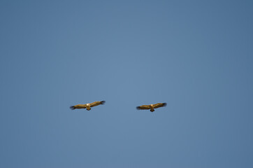 Griffon vultures Gyps fulvus gliding. Salto del Gitano. Monfrague National Park. Caceres. Extremadura. Spain.