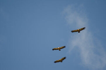 Griffon vultures Gyps fulvus gliding. Salto del Gitano. Monfrague National Park. Caceres....