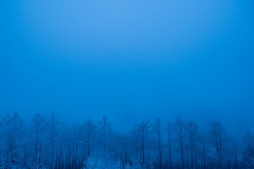 misty morning in the forest