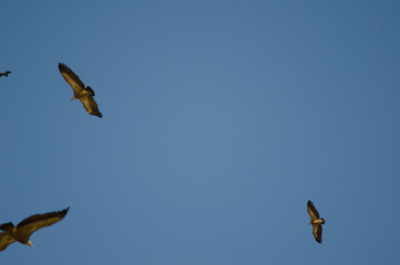 Griffon vultures Gyps fulvus gliding. Salto del Gitano. Monfrague National Park. Caceres. Extremadura. Spain.