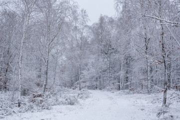 snow covered trees in the forest