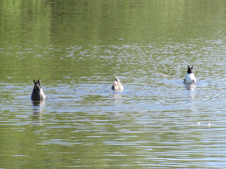 Three Eurasian wigeons diving for food with their butts upwards in a pond with green water.
