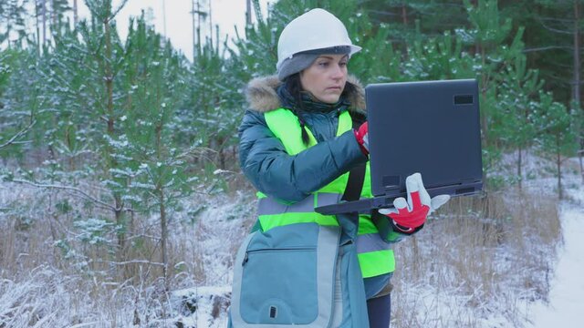 Woman using PC and examining young pine stands
