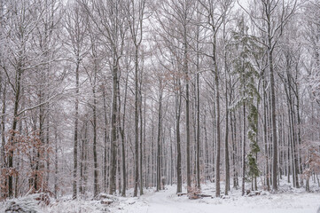 snow covered trees