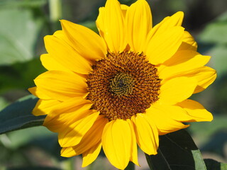 Fototapeta premium Sunflower plant Small yellow flower blooming in garden blurred of nature background