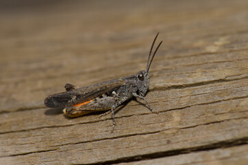 Grasshopper in the Monfrague National Park. Caceres. Extremadura. Spain.