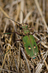 Common tiger beetle Cicindela maroccana. Monfrague National Park. Caceres. Extremadura. Spain.