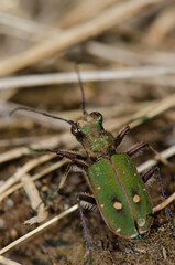 Common tiger beetle Cicindela maroccana. Monfrague National Park. Caceres. Extremadura. Spain.