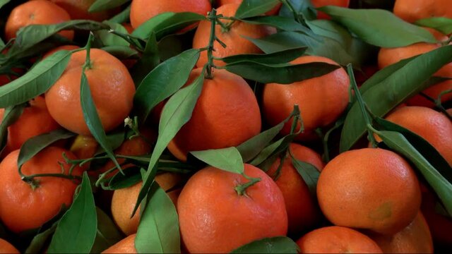 Top view of mandarine orange with leaves in wooden box