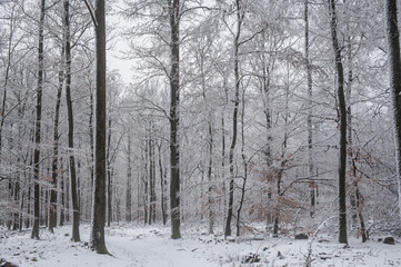 winter forest in the snow