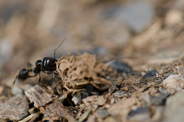 Ant carrying plant remains in the Monfrague National Park. Caceres. Extremadura. Spain.