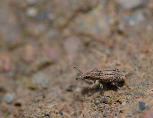 Weevil in the Monfrague National Park. Caceres. Extremadura. Spain.