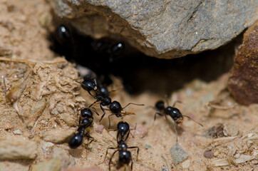Ants in the Monfrague National Park. Caceres. Extremadura. Spain.