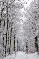 winter in the forest