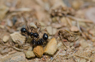 Ant next to a dead specimen. Monfrague National Park. Caceres. Extremadura. Spain.