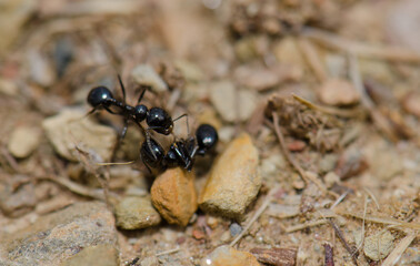 Ant next to a dead specimen. Monfrague National Park. Caceres. Extremadura. Spain.