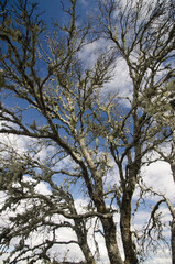 Dead evergreen oak Quercus ilex rotundifolia covered by lichens. Cerro Gimio. Monfrague National Park. Caceres. Extremadura. Spain.
