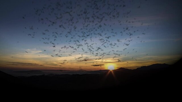 Thousands of birds in flock are lost in the sky during sunrise in the early morning, 3d render